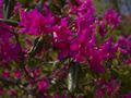 Rhododendron concinnum-1 Różanecznik
